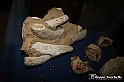 VBS_9559 - Museo Paleontologico - Asti